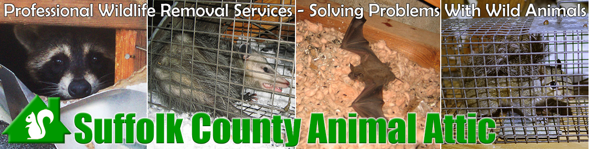 Suffolk County Animal Attic